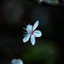 A white blossom in macro — photo by Sedat Pala on Pexels