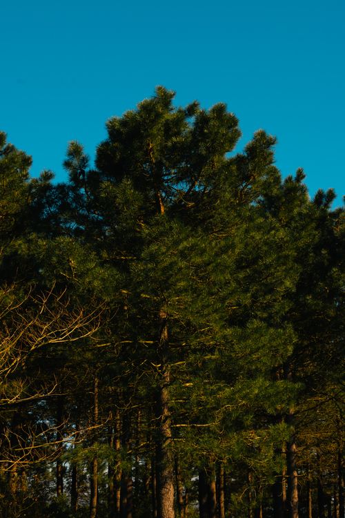 Free Tall pine trees in a serene forest with a bright blue sky in İstanbul, Türkiye. Stock Photo