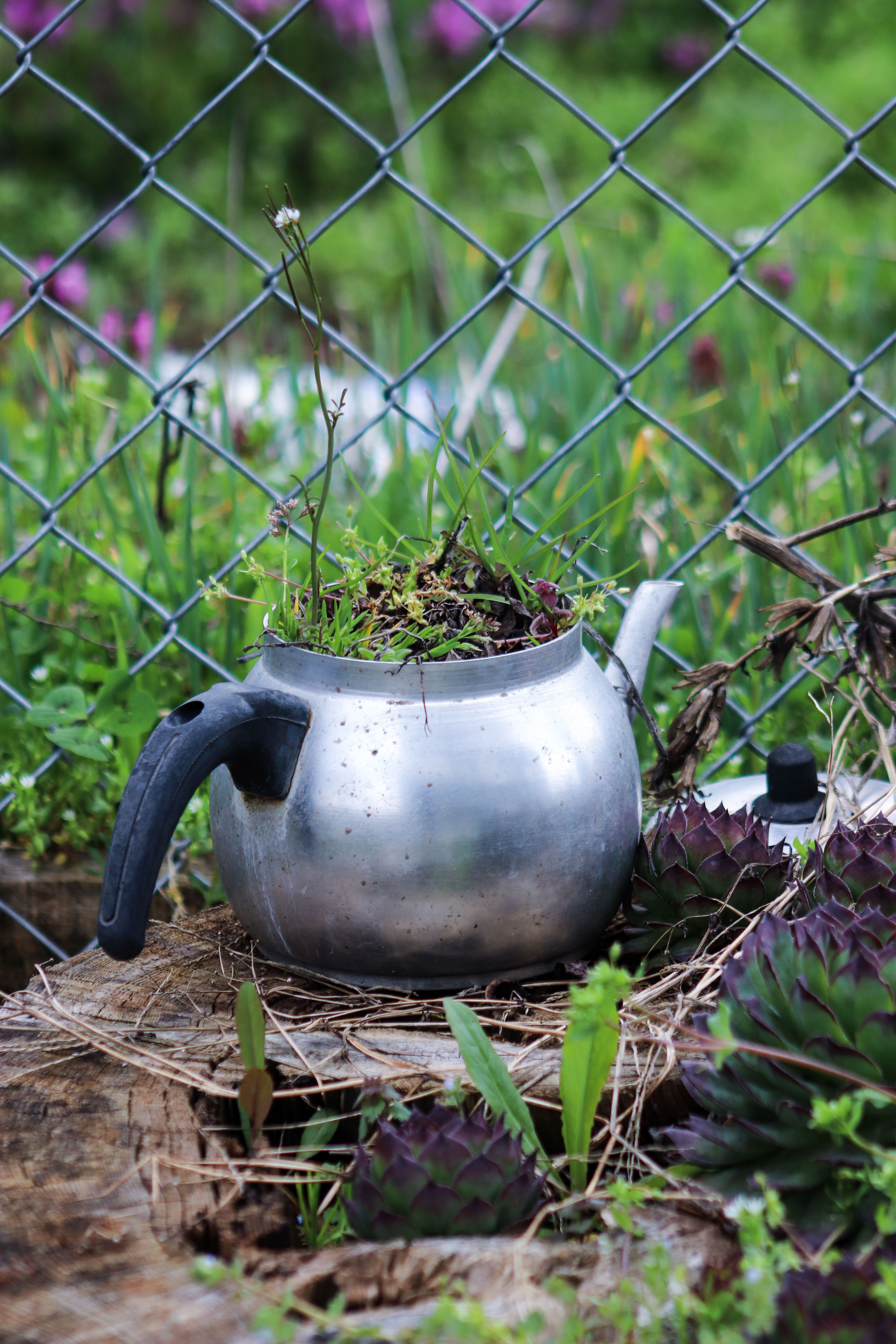 Innovative garden planter using a recycled kettle, showcasing sustainability and creativity in gardening.