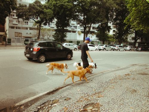 Free A man walks several dogs on a city street in Rio de Janeiro, Brazil, showcasing urban life. Stock Photo