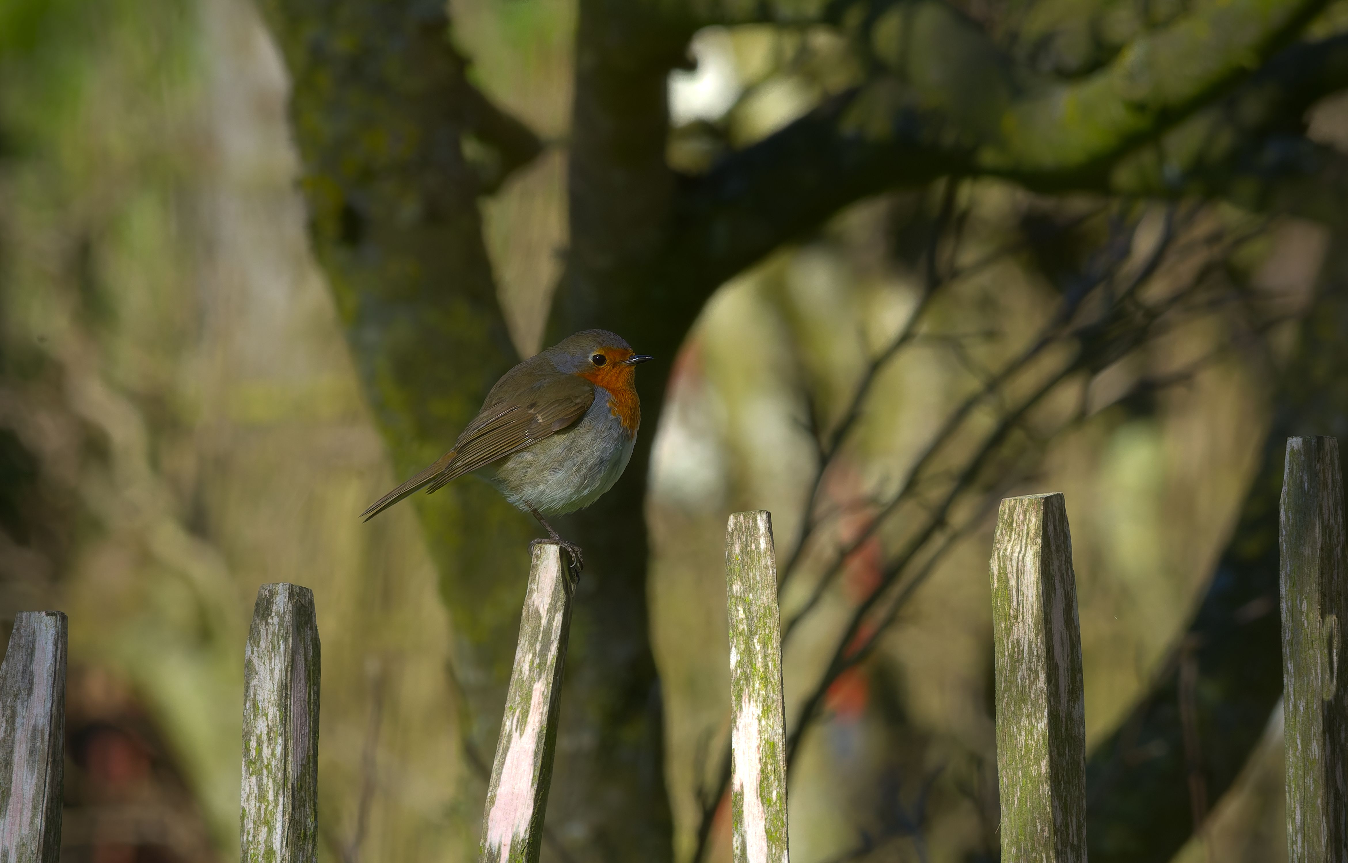 Charming European Robin on Weathered Fence · Free Stock Photo