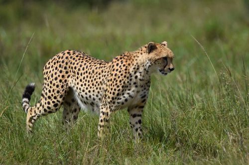 Free Cheetah walking through the grasslands, showcasing its distinctive spotted coat and elegance. Stock Photo