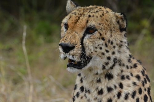 Free A detailed close-up of a cheetah, highlighting its spots and expression in a natural setting. Stock Photo