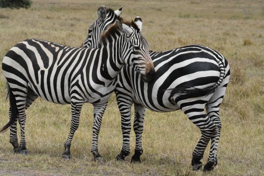 Close-up of two zebras interacting in a grassy African savanna setting.