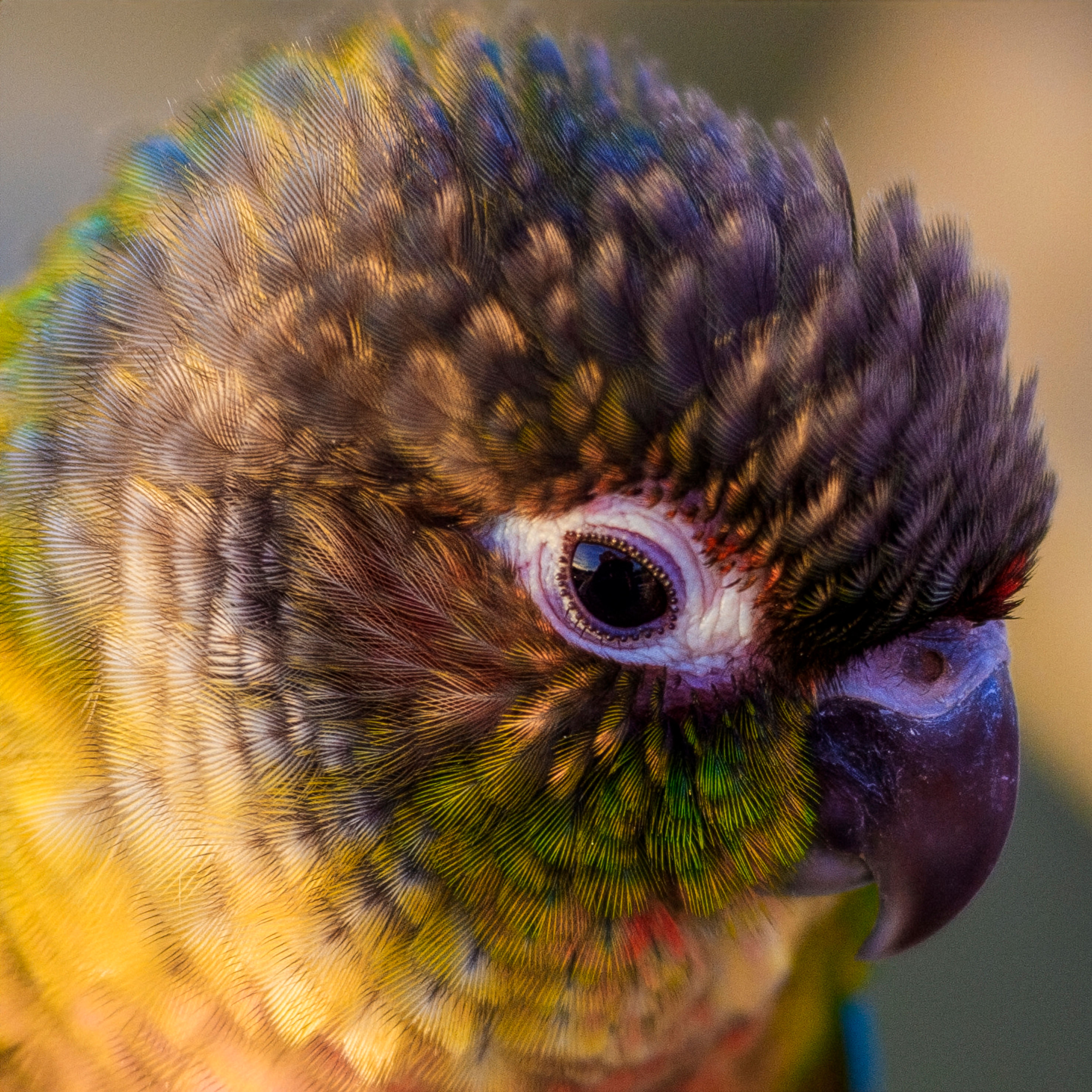 Detailed macro shot of a vibrant Green-Cheeked Conure's plumage and eye.