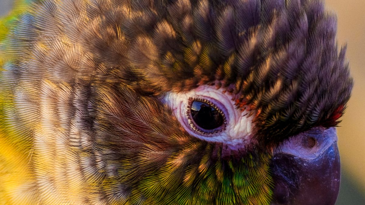 Green-Cheek Conure Colors: 11 Mutations & Genetics Guide