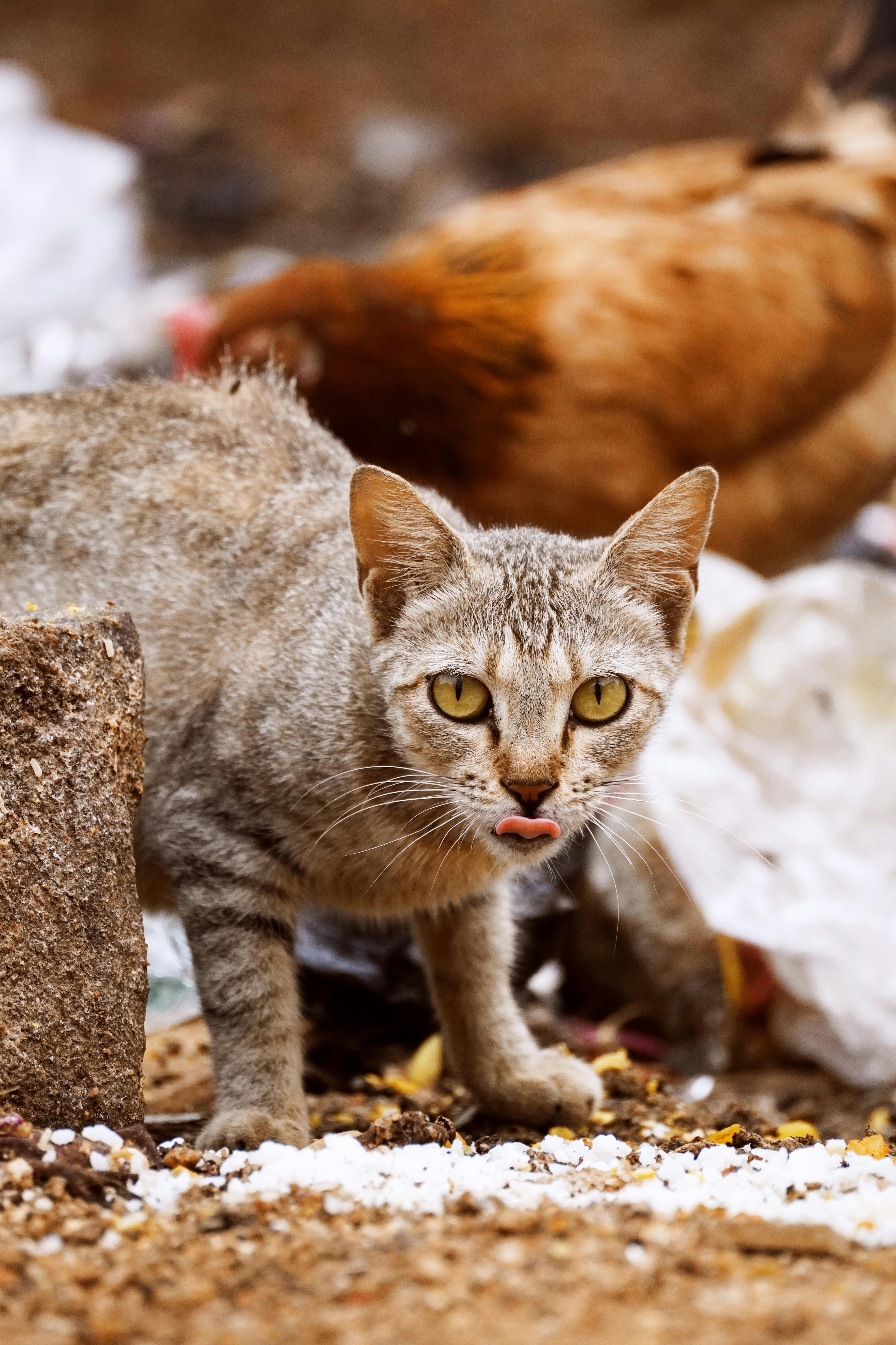 A gray tabby cat among urban litter, alert and curious.