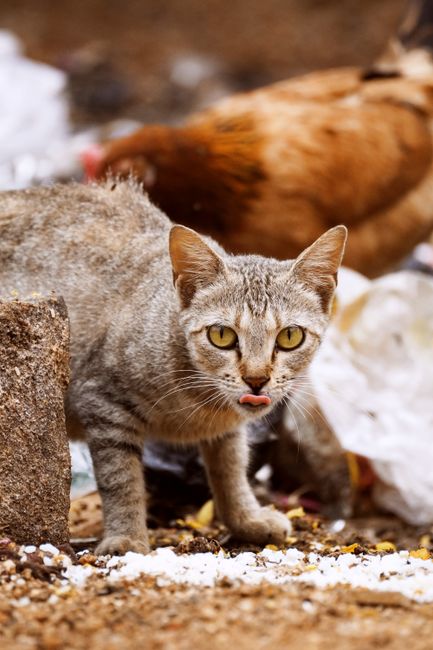 Effective Cleaning and Maintenance Tips to Enhance Odor Neutralization