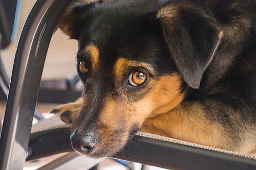 Kostnadsfri bild av hund-, hundar, husdjur