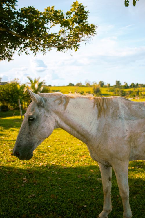 Free A tranquil white horse standing in a sunny Brazilian field under a tree. Stock Photo