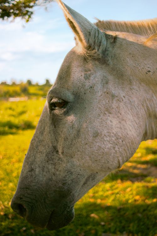 Free Detailed side view of a horse in a lush green field under clear blue skies. Stock Photo