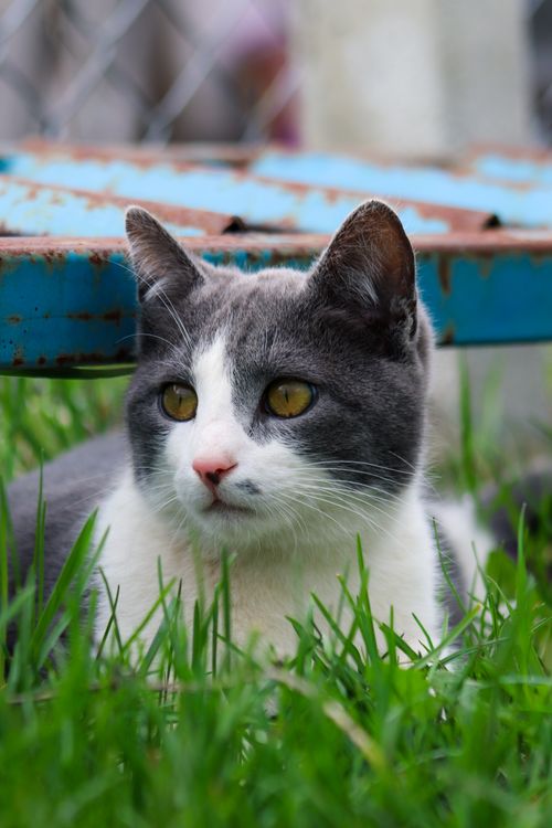 Free A grey and white domestic cat with yellow eyes lying in green grass, outdoors. Stock Photo