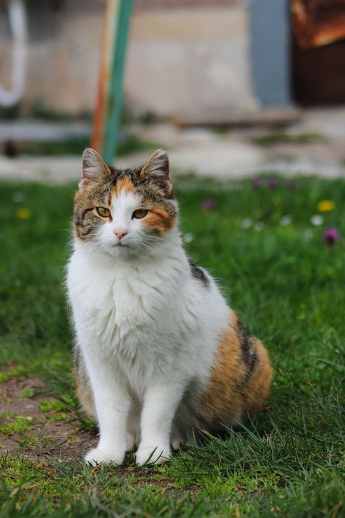 Free Charming calico cat poses calmly in a garden setting, showcasing its vibrant fur pattern. Stock Photo