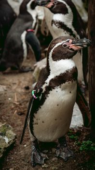 penguin photo