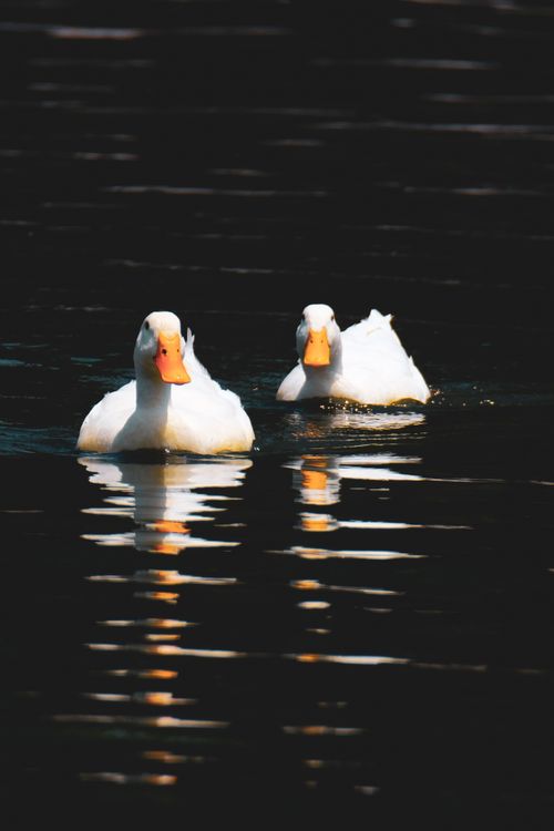 Free Two white ducks gracefully swimming on a peaceful lake in Puebla, Mexico. Stock Photo