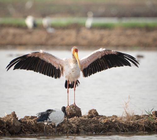 Free A yellow-billed stork spreads its wings near a pond, exuding grace and beauty. Stock Photo