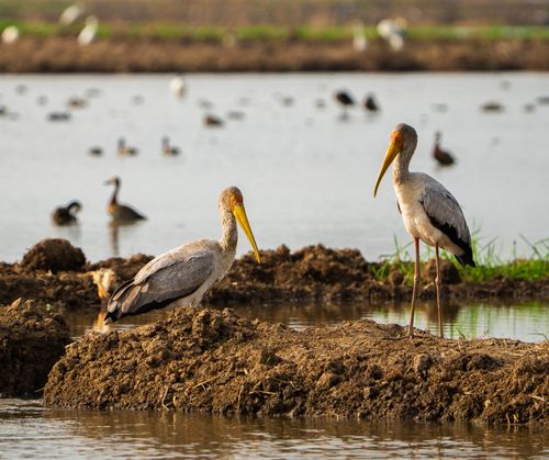 Free Two Yellow-billed Storks by a serene lakeside with other birds in the background. Stock Photo