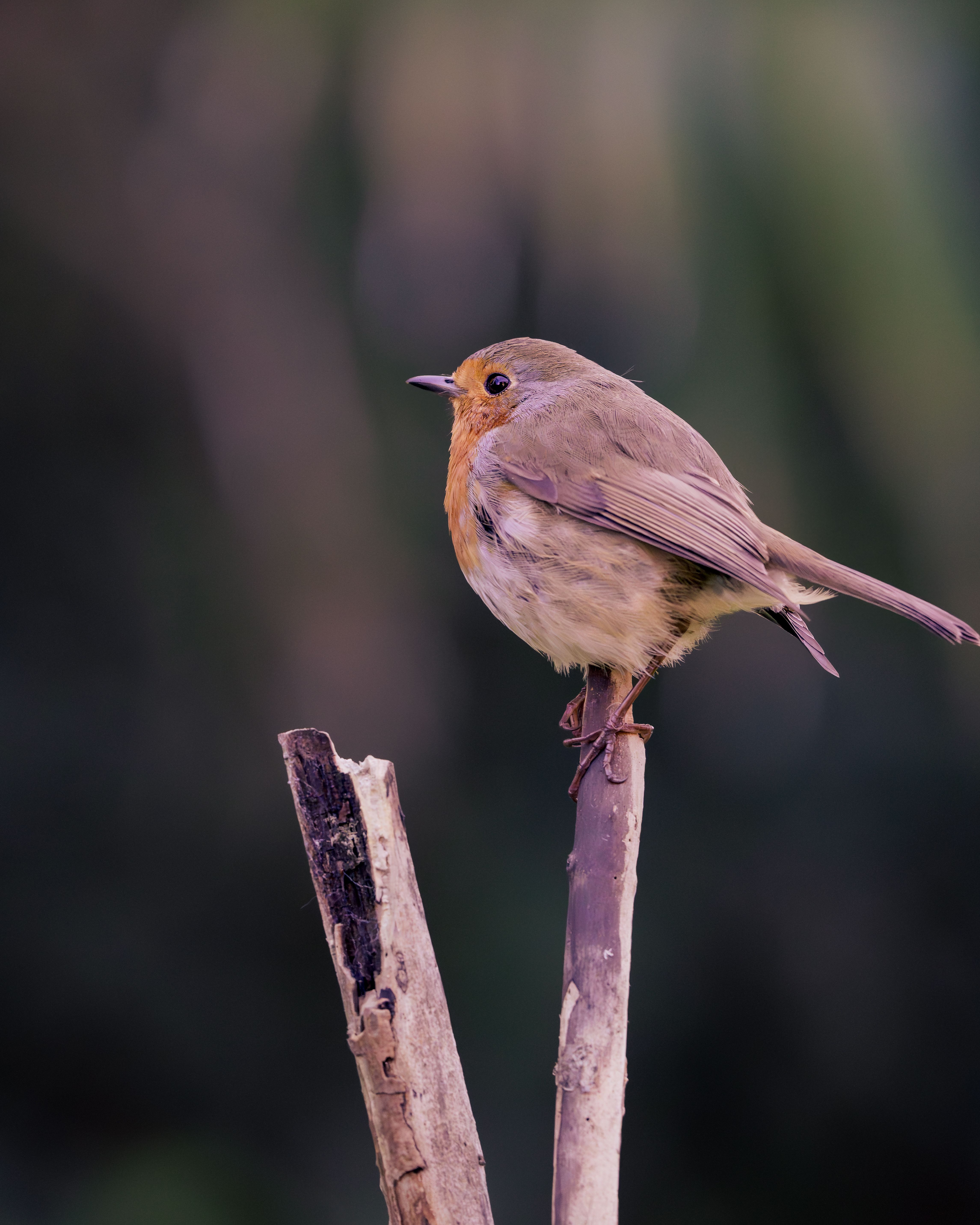 Bird Watching For Beginners