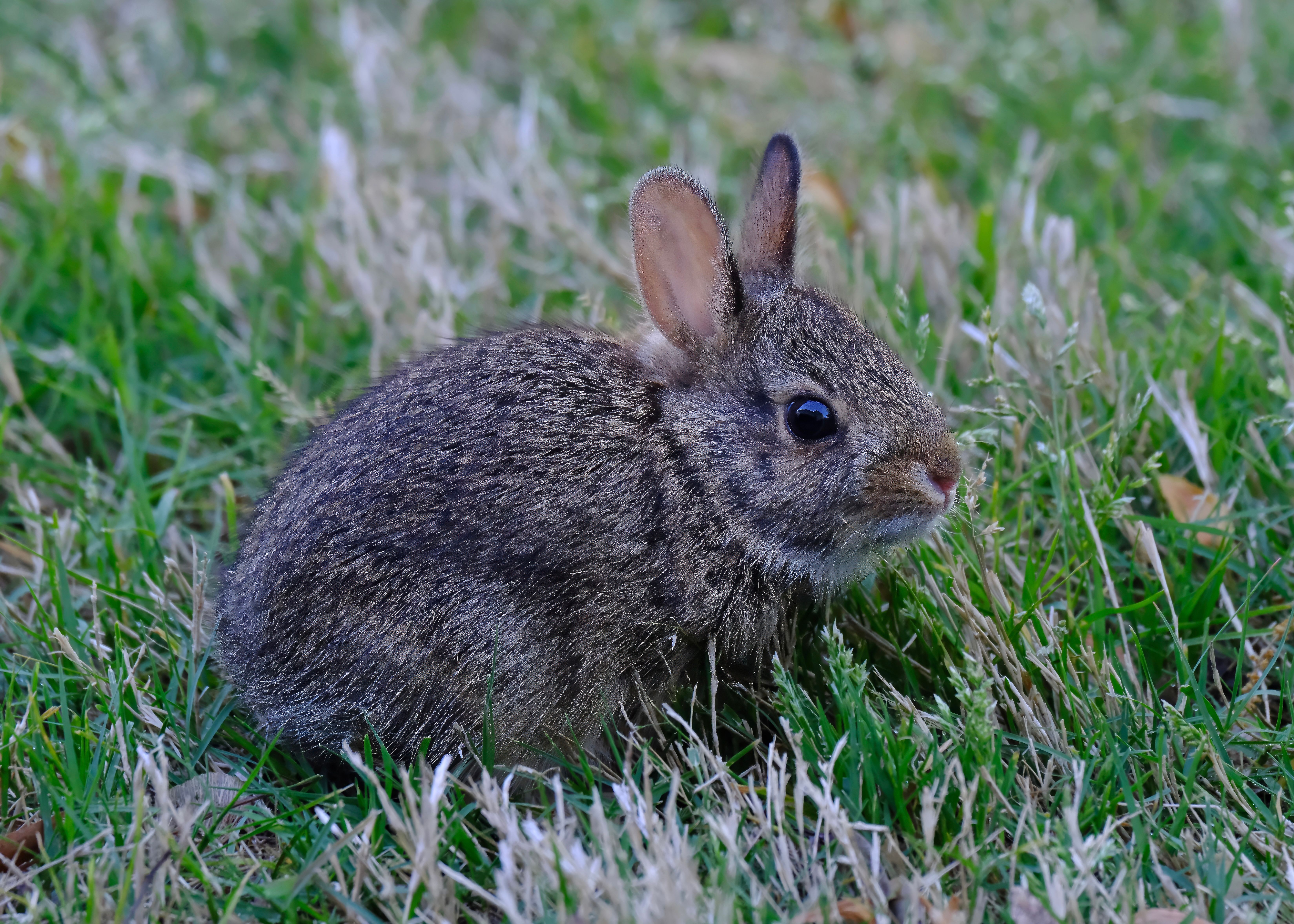 Eastern Cottontail Rabbit in Grass, Athens, Alabama · Free Stock Photo