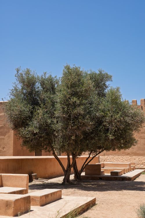 Free A lone olive tree in a traditional Moroccan courtyard in Tiznit under a clear blue sky. Stock Photo