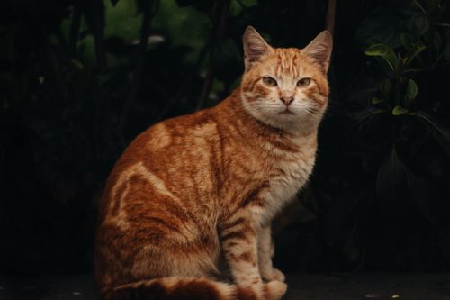 Free Close-up shot of a ginger tabby cat with striking patterns amidst foliage. Stock Photo
