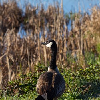 A Canadian Goose stands gracefully near a pond in Olympia, showcasing nature's beauty.
