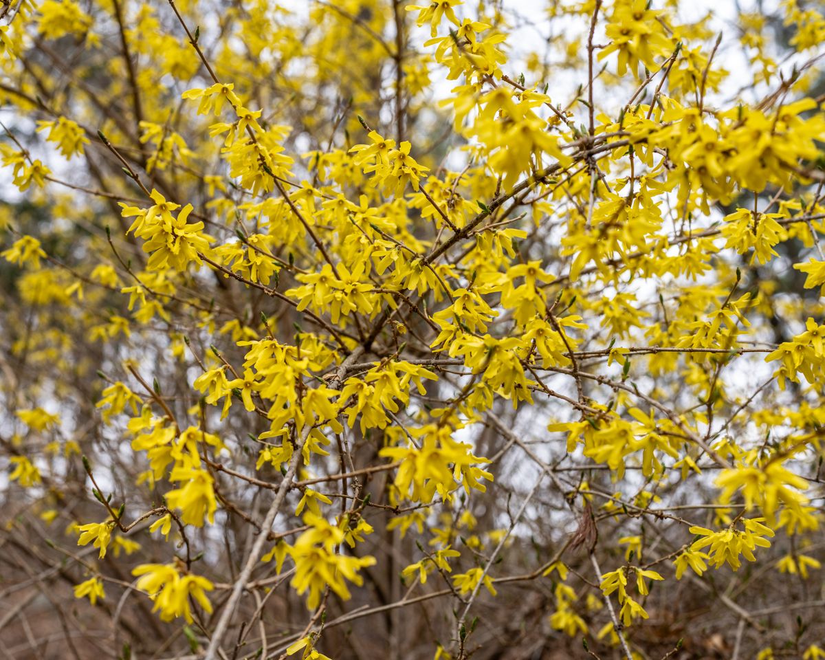 11 Shrubs to Plant in Fall, With Zones and Timing for Each 2 Forsythia shrub covered in yellow spring flowers