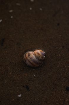 A detailed shot of a seashell on a sandy beach surface, showcasing natural textures.