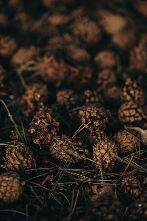 Free Detailed view of numerous pine cones scattered on a woodland ground with pine needles. Stock Photo