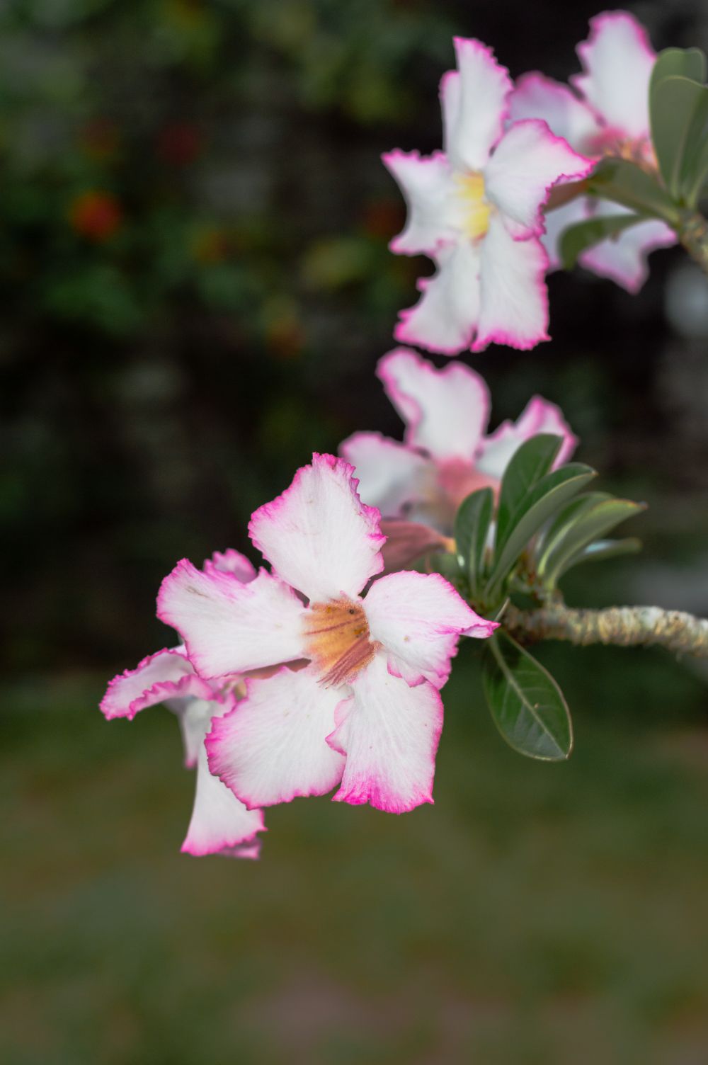 Rosa delicado
