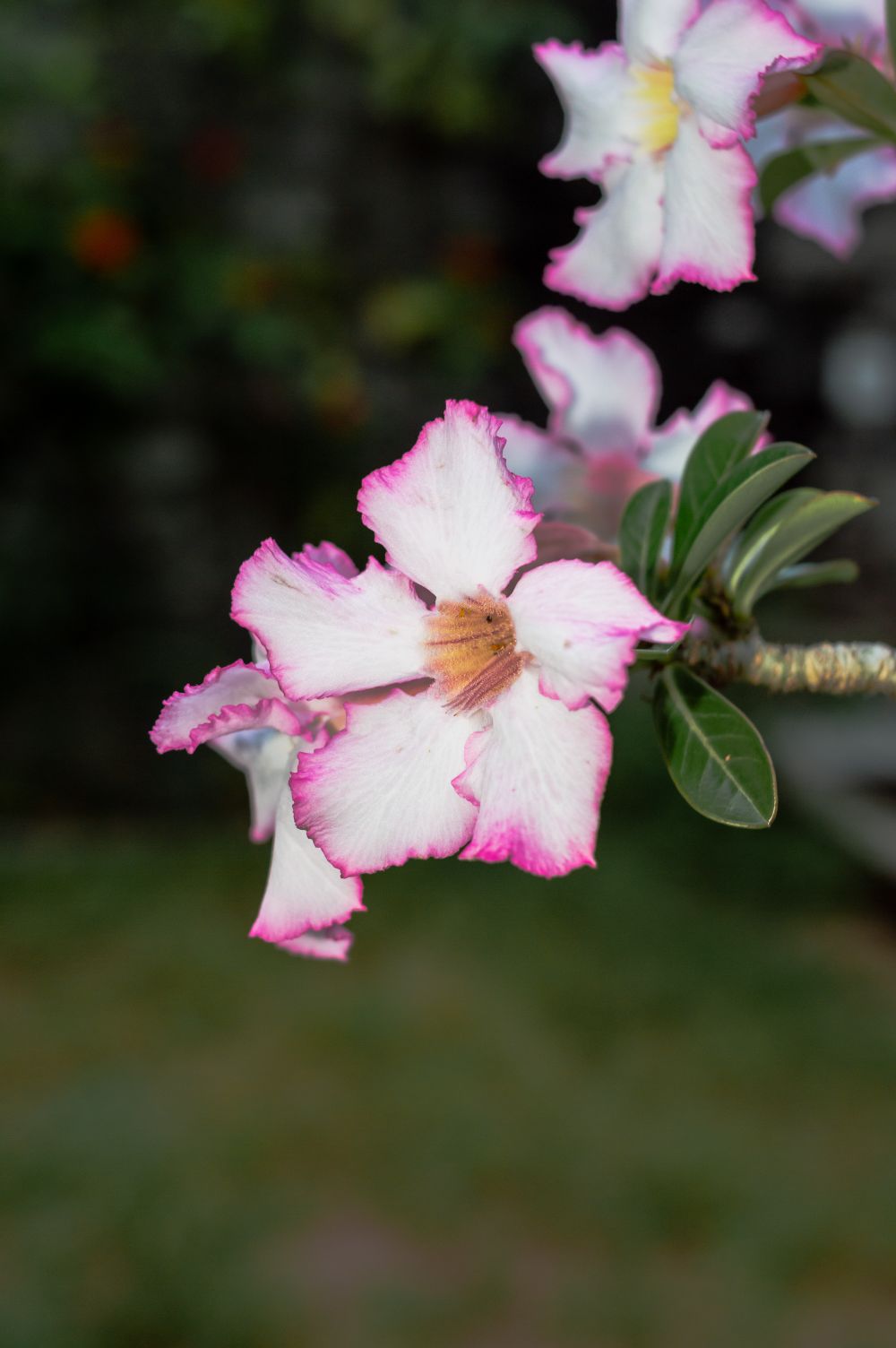 Rosa e branco