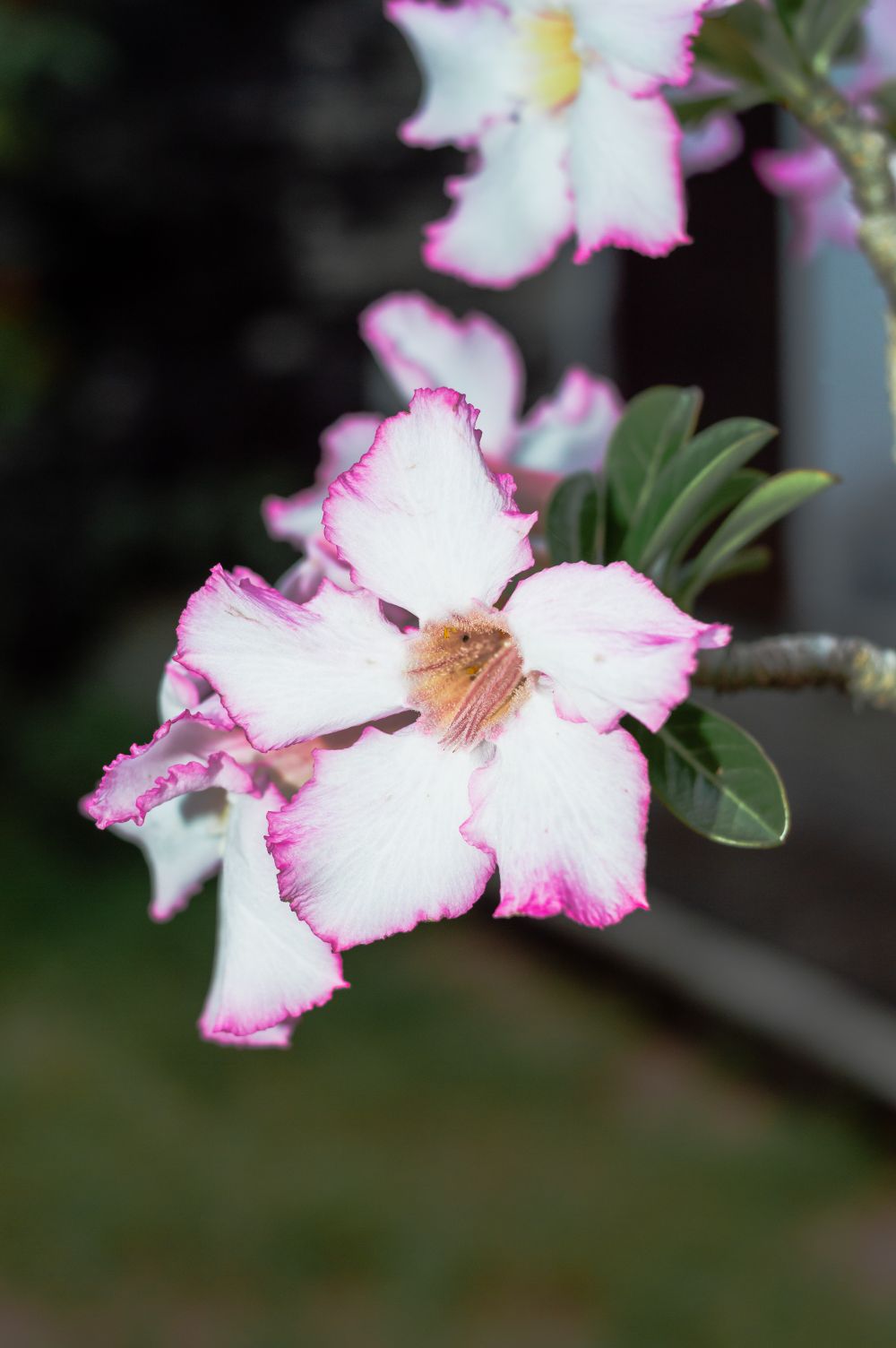 Branco com rosa