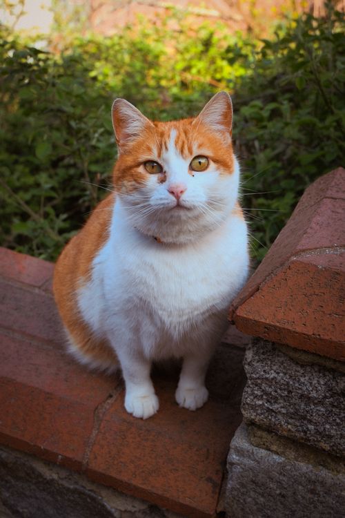 Free Adorable orange and white cat sitting on a brick wall in İstanbul, Türkiye. Stock Photo