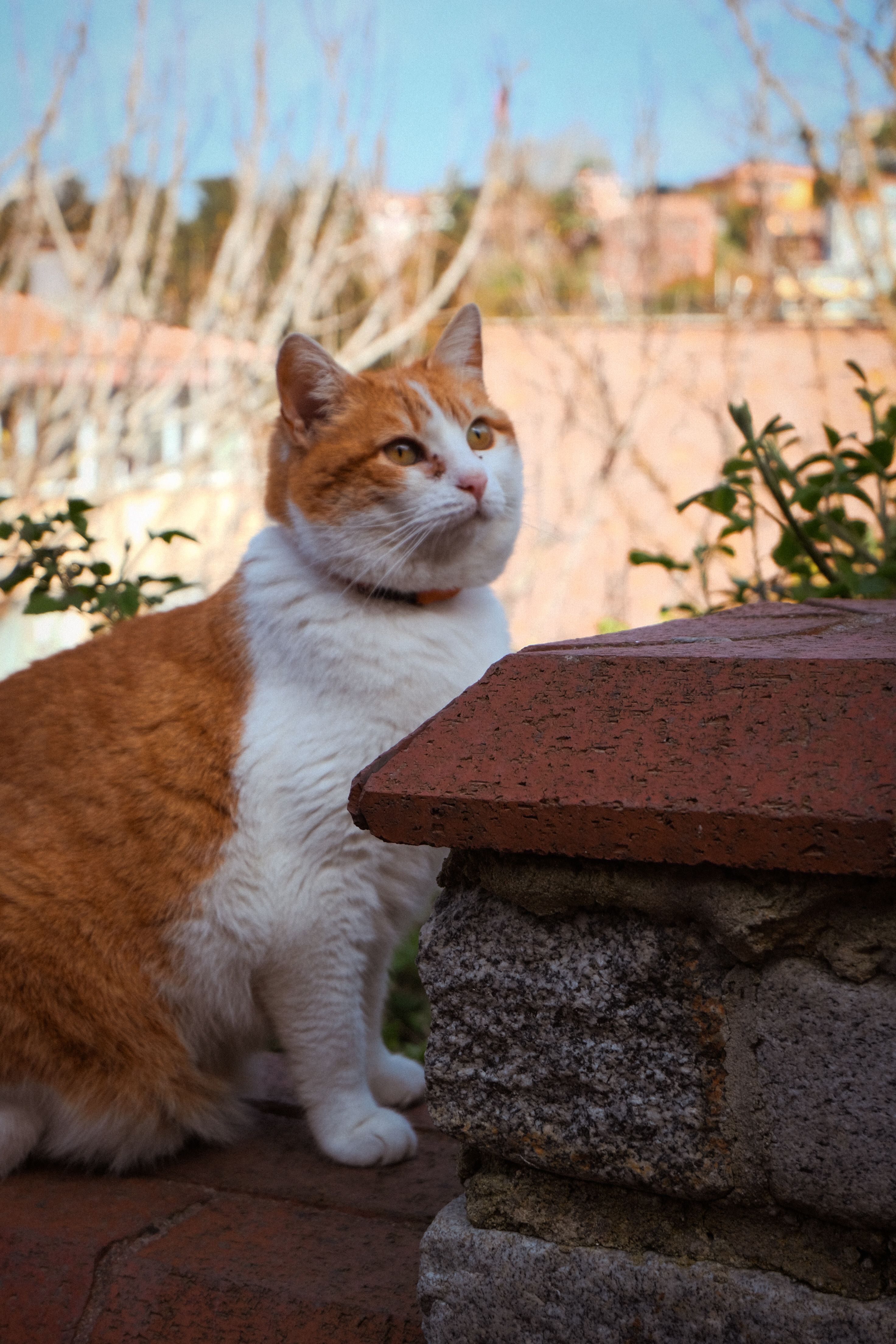 Charming ginger and white cat in an İstanbul garden setting during daytime.