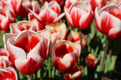 Free A stunning display of red and white tulips in full bloom, captured outdoors in spring. Stock Photo