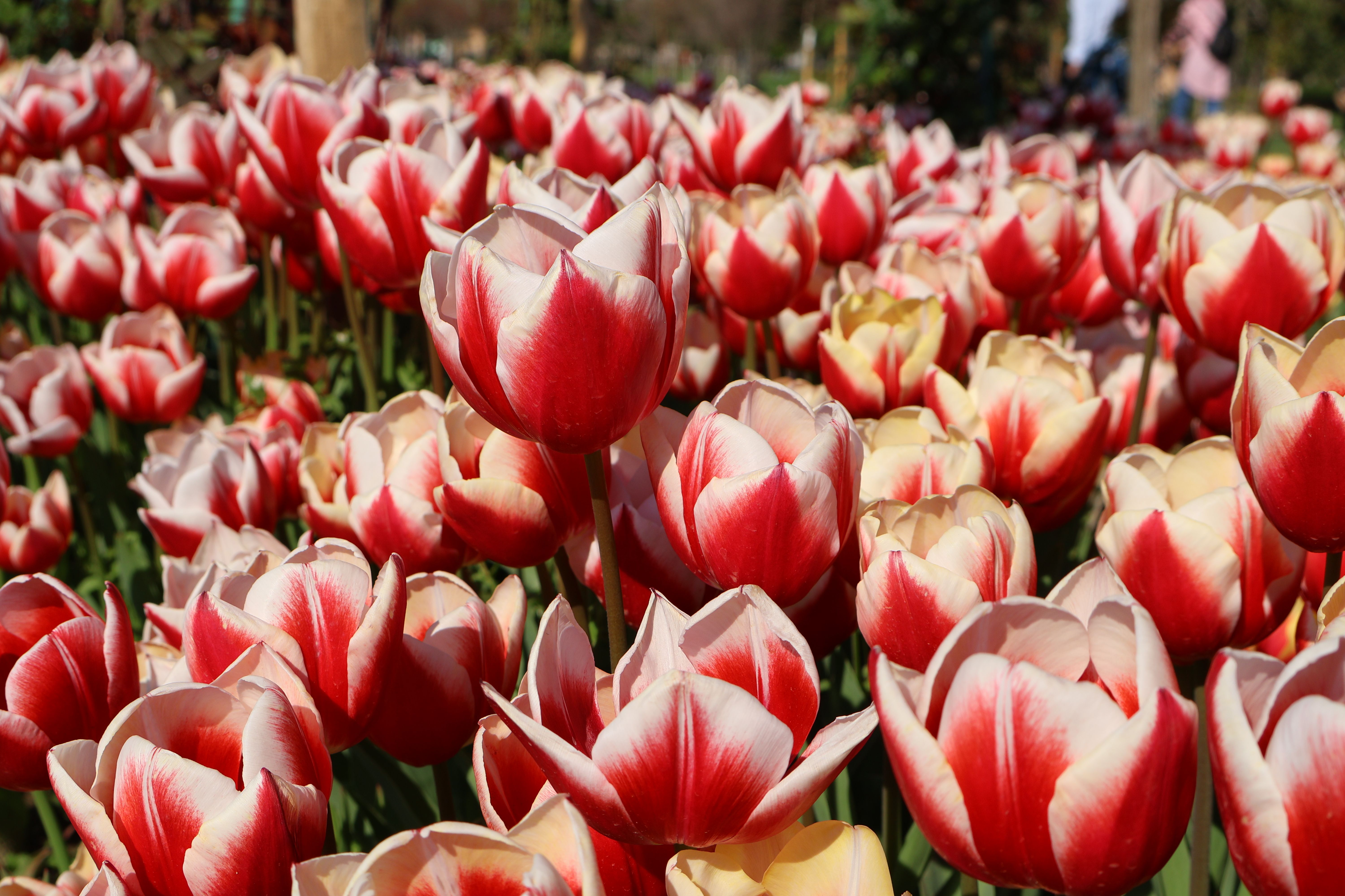 Tulipe : Guide plantation et variétés 2026