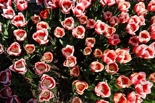 A vivid display of red and white tulips in full bloom captured during spring in Bursa, Türkiye.