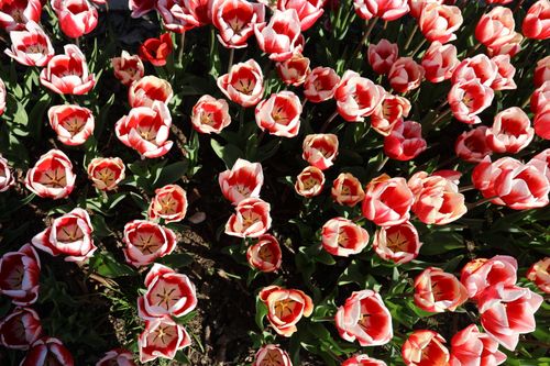 Free A vivid display of red and white tulips in full bloom captured during spring in Bursa, Türkiye. Stock Photo