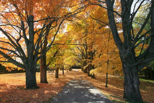 Beautiful autumn scene with vibrant orange and yellow leaves lining a peaceful pathway.