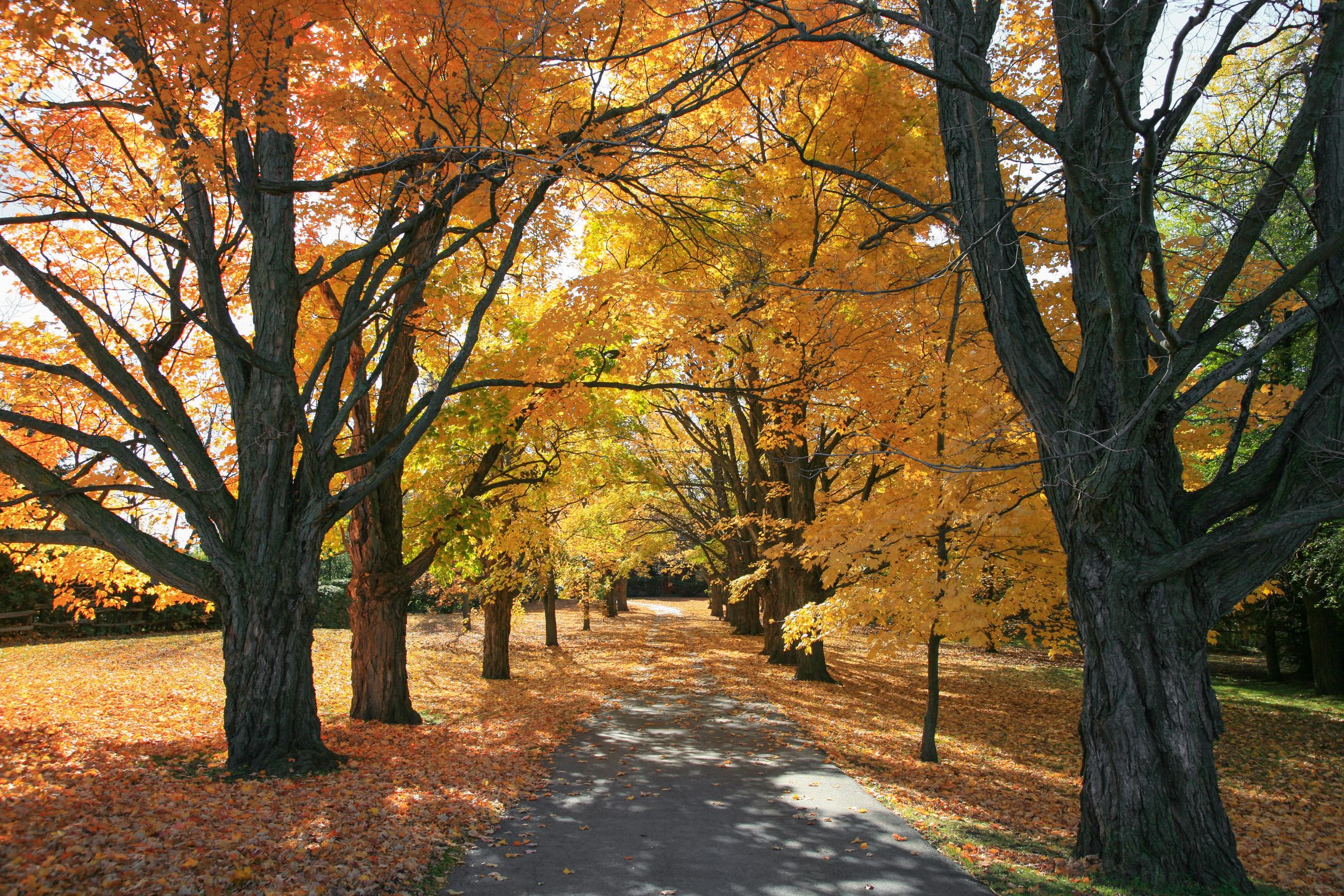 Scenic Autumn Pathway with Vibrant Foliage · Free Stock Photo