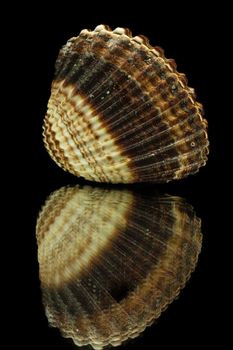 Detailed photo of a brown sea shell with stunning reflection on a black background.