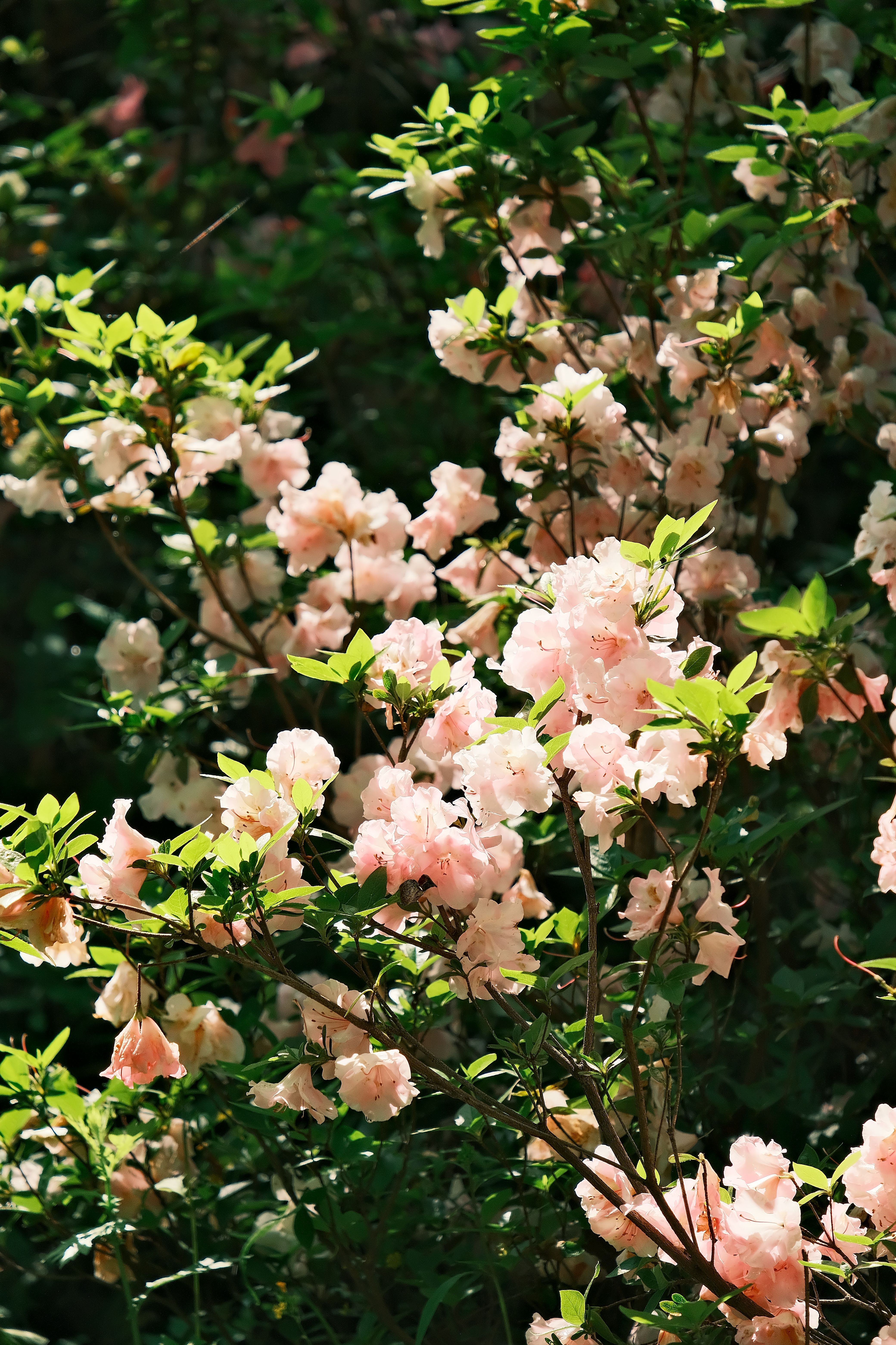 Beautiful Azalea Blossoms in Spring Sunshine · Free Stock Photo
