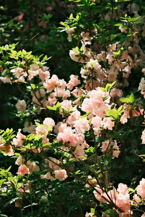 Azalea Flower Spring Beautiful Azalea Blossoms in Spring Sunshine · Free Stock Photo