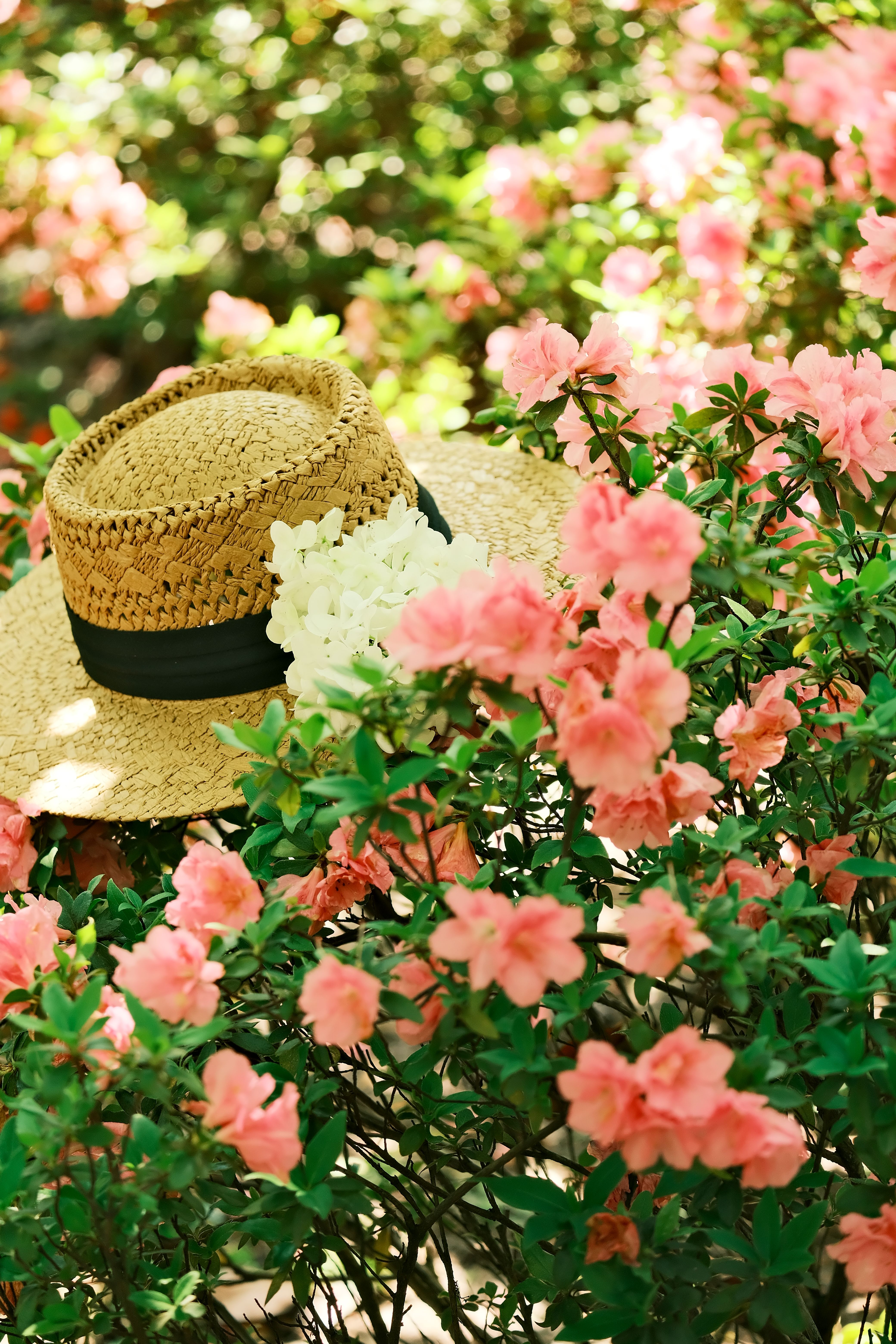 Vibrant Spring Garden with Straw Hat Among Azaleas · Free Stock Photo
