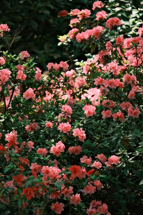 Free Vibrant pink azalea flowers in full bloom, showcasing natural beauty. Stock Photo