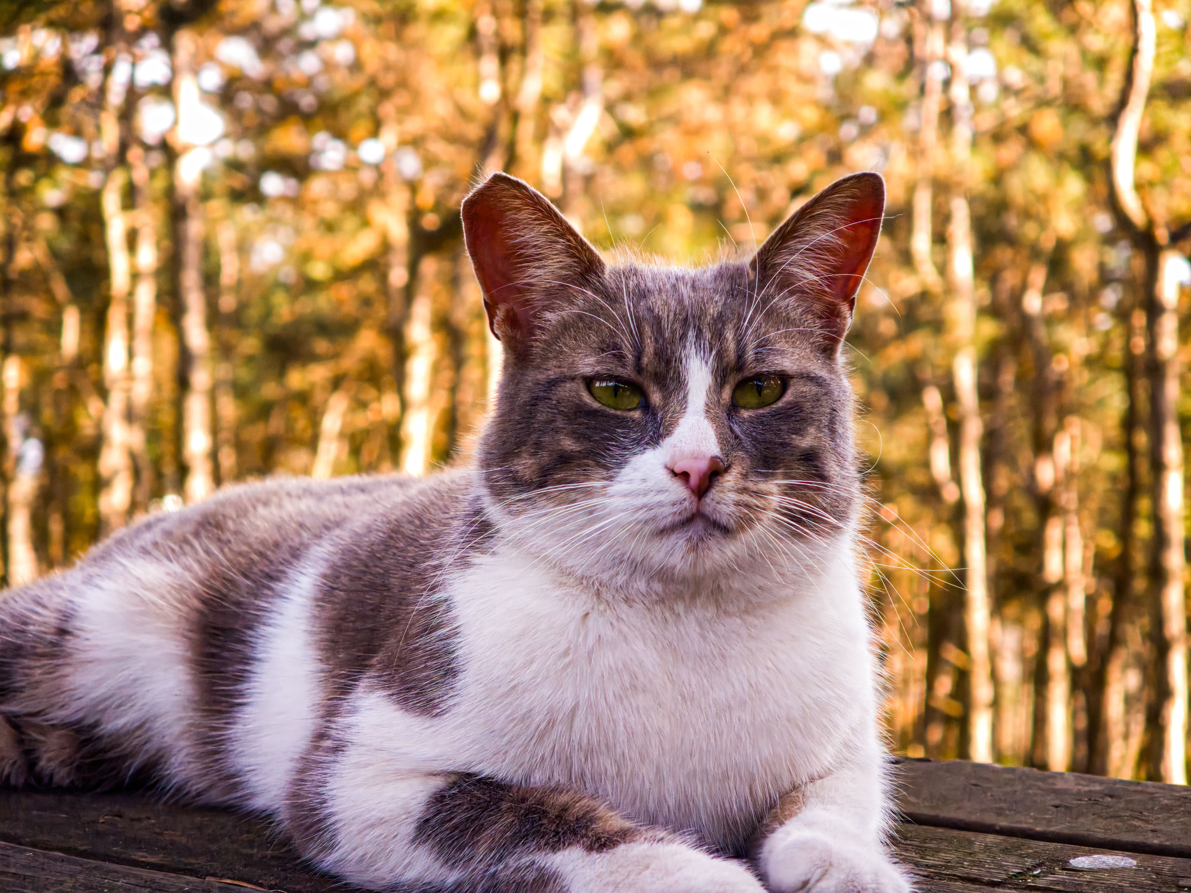 PetSafe ScoopFree Ultra : Worth the Investment?
