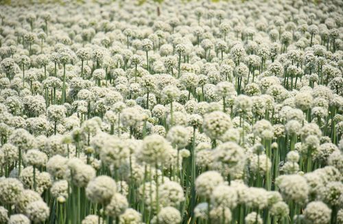 Free A vast field of blooming onion flowers in Faridpur, Bangladesh, creates a serene natural landscape. Stock Photo