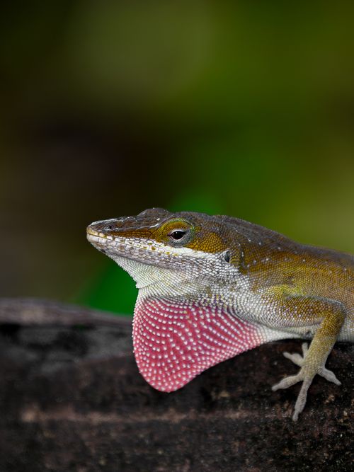 Free Detailed close-up of a Carolina Anole lizard displaying its pink dewlap in its natural habitat. Stock Photo