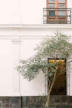 Elegant white building facade with a tree and ornate balcony, showcasing minimalist architecture