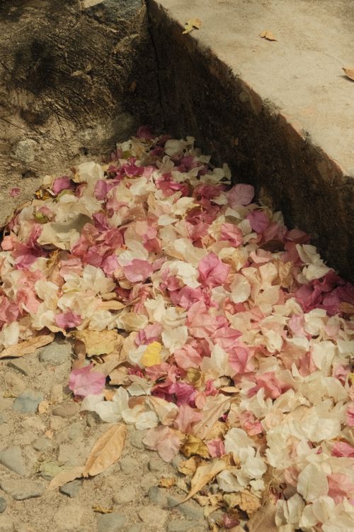 Free Colorful bougainvillea petals scattered on pavement in Binh Thuan, Vietnam. Stock Photo
